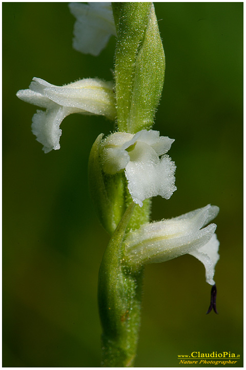 spiranthes aestivalis, fiori di montagna, fiori alpini